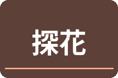 探花